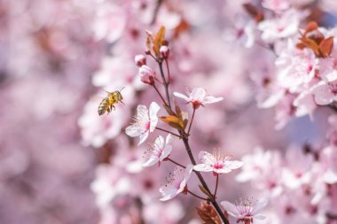 Arı pollinating pembe sakura çiçek, güneşli bir bahar kiraz çiçeği tatlım, yumuşak ve seçici odak, kapatmak