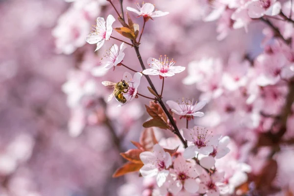 Honigbiene Bestäubt Rosa Sakura Blüten Kirschblüte Einem Sonnigen Frühlingstag Nahaufnahme — Stockfoto