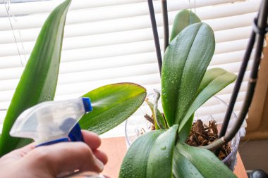 İnsan eli Phalaenopsis orkidesi yapraklarını suyla ve taze çiğ taneleriyle ıslatır. Evde sis orkidesi var. Botanik ve ev çiçekleri kavramı. Kapat, bulanık hareket ve seçici odaklanma