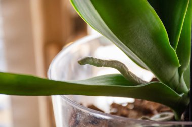 Phalaenopsis orkide evde substrat ve yeşil yaprakları ile şeffaf bir çiçek saksıda hava kökü. Botanik ve ev çiçekleri kavramı. Yakın çekim, bulanık hareket ve seçici odaklama