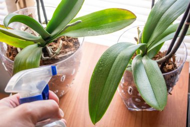 El spreyleri Phalaenopsis orkide yaprakları üzerinde su ve taze çiy ile yaprakları bırakır. Evde sis orkidesi. Botanik ve ev çiçekleri kavramı. Yakın çekim, bulanık hareket ve seçici odaklama