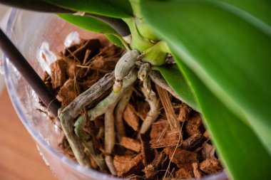 Phalaenopsis orkide kökleri ve evde substrat ve yeşil yaprakları ile saksı da yeni küçük kök. Botanik ve ev çiçekleri kavramı. Yakın çekim, bulanık hareket ve seçici odaklama