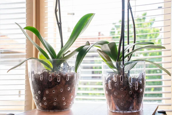 Evde substrat ve yeşil yaprakları ve arka planda pencereler ile şeffaf bir çiçek saksı iki Phalaenopsis Orkide. Botanik ve ev çiçekleri. Yakın çekim, bulanık hareket ve seçici odaklama
