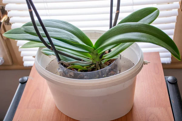 Evde daha büyük bir kase derin su larda çiçek saksı koyarak Phalaenopsis Orkide Sulama. Botanik ve ev çiçekleri kavramı. Yakın çekim, bulanık hareket ve seçici odaklama