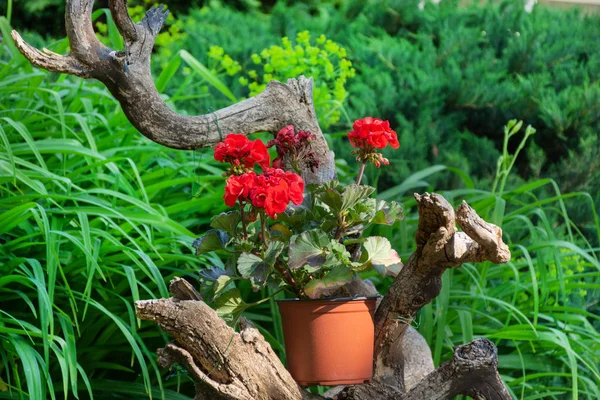 Red pelargonium flower on a decorative wood branch and green grass and plant in the background. Home and garden decorative flower. Close up, selective focus
