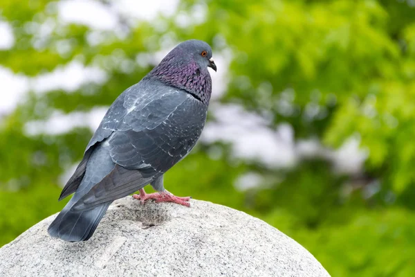 Een Binnenlandse Duif Staat Een Betonnen Bal Het Park Een — Stockfoto