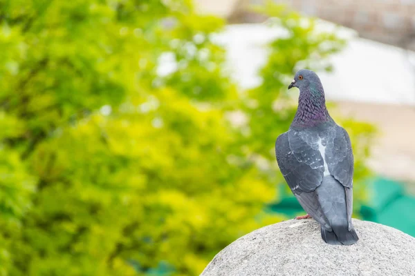 아름다운 비둘기는 공원의 콘크리트 공위에 있습니다 줄기에서 흐릿한 배경입니다 개념입니다 — 스톡 사진