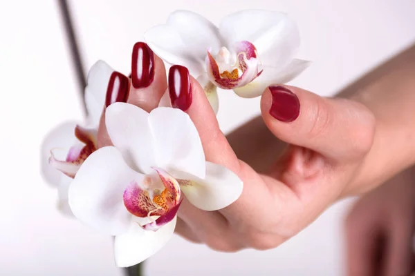 白い蘭の花を持つ暗い赤い爪のポリッシュ色を持つ若い女性の手 マニキュアと美容コンセプト クローズアップ 選択的フォーカス — ストック写真