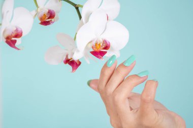 Bir turkuaz renkli çivi lehçe ve beyaz orkide çiçek stüdyoda yumuşak mavi arka plan izole ile Kız el. Manikür ve güzellik konsepti. Yakın çekim, seçici odak