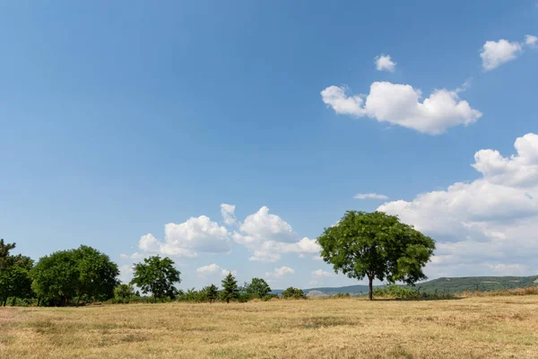 Landscape Image Yellow Dry Meadow Green Tree Blue Sky White — Stock Photo, Image