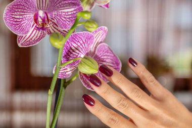 Şarap rengi çivi ile kadın el ve mor orkide çiçek ve bulanık arka plan parlatır. Manikür ve güzellik konsepti. Yakın çekim, seçici odak