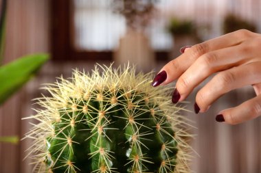 Kadın parmak evde çiçekçi kaktüs dokunur. Şarap renk manikür ile kız el. Yakın çekim, seçici odak