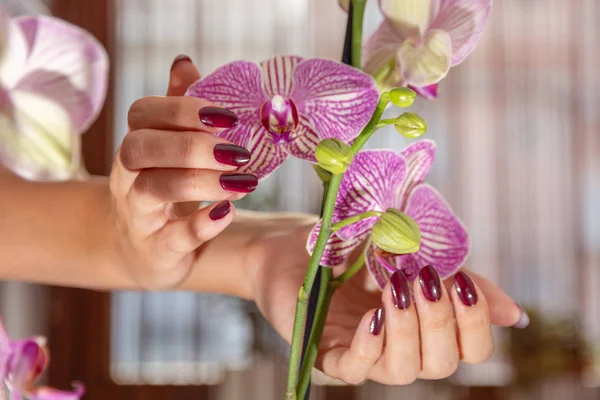 ワインカラーの爪磨きと紫色の蘭の花とぼやけた背景を持つ美しい女性の手 マニキュアと美容コンセプト クローズアップ 選択的フォーカス — ストック写真