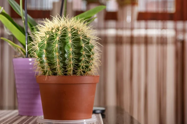 Beautiful home cactus in the pot on desk in house room and blurred background. Home decoration concept. Close up, selective focus