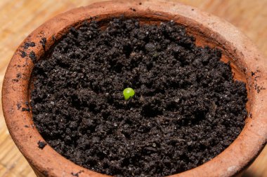 Islak toprak ile bir terracotta çiçek saksı bebek kaktüs Mammillaria hahniana. Üç haftalık kaktüsler. Botanik kavramı. Kaktüsler tohumdan çimlenme sürecindedir. Yakın çekim, seçici odak