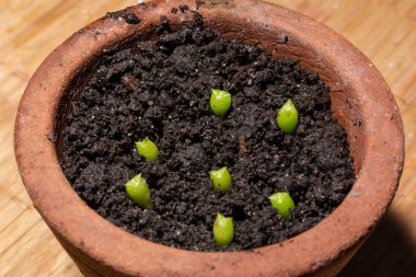 Islak toprak ile bir terracotta çiçek saksı bebekler kaktüs Echinocactus Grusonii. Üç haftalık kaktüsler. Botanik kavramı. Kaktüsler tohumdan çimlenme sürecindedir. Yakın çekim, seçici odak