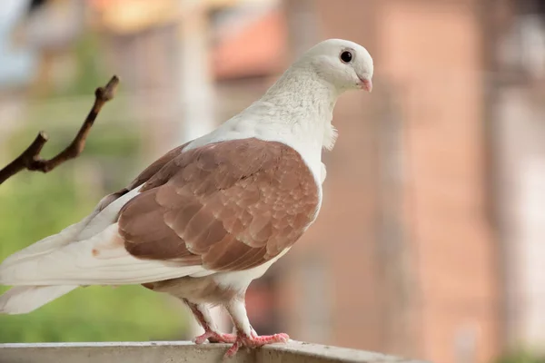 Beau Pigeon Domestique Brun Debout Sur Clôture Par Une Journée — Photo