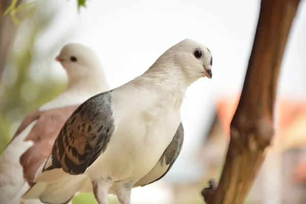 Cute brown domestic pigeon standing on branches on a sunny summer day, pigeon looking at the camera. Blurred background. Nature and animal concept. Close up, selective focus
