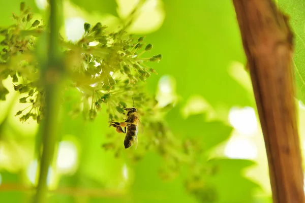 Grüne Weinblätter Und Blumen Mit Der Kleinen Biene Einem Sonnigen — Stockfoto