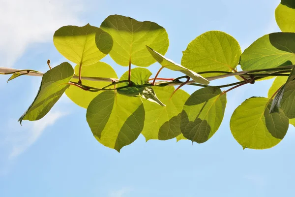 Green Kiwi Fruit Leaves Sunny Summer Day Blue Sky Background — Stock Photo, Image
