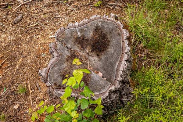 Top View Old Cut Wood Stump Nature Summer Day Natural — Stock Photo, Image