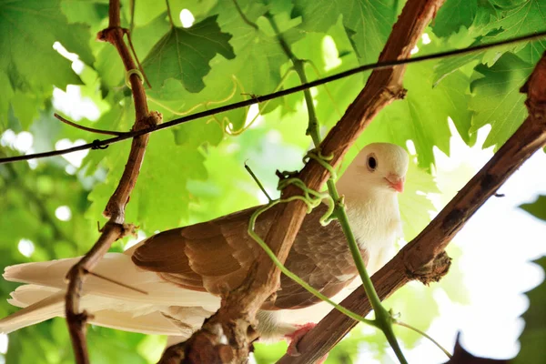 Colombe Cachée Dans Les Feuilles Vigne Dans Jardin Par Une — Photo