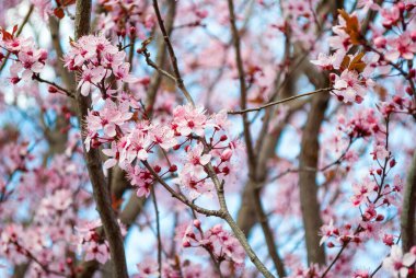 İlkbaharda parkta kiraz çiçeği açan güzel sakura. Seçici odak