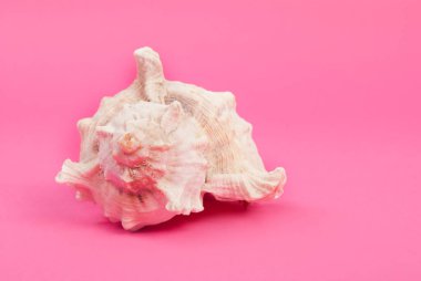 Pembe arka planda beyaz deniz kabuğu izole
