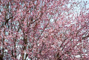 Bahar günü parkta güzel pembe renkte kiraz ağacı çiçeği arkaplanı.
