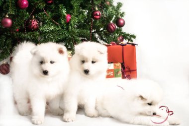 Üç güzel beyaz köpek Noel ağacının altında oynuyor.