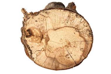 Kayın ağacı ve kütük dokusu beyaz arkaplanda izole edildi