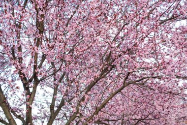Parkta güzel pembe renkleri olan kiraz ağacı çiçeği arka planı
