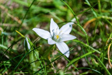 Ornithogalum otların içindeki beyaz çiçek. Yaklaş, seçici odaklanma