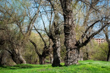Bahar güneşli bir günde parkta büyük yaşlı bir ağaç
