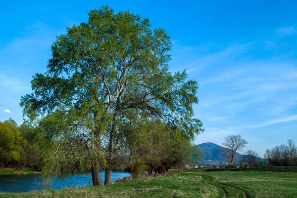 Tree River Spring Day Levee — Stock Photo, Image