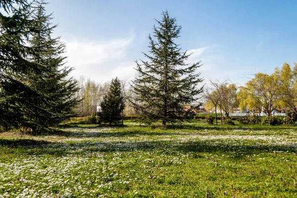 Meadow Daisy Flowers Fir Tree Sunny Spring Day Park — Stock Photo, Image