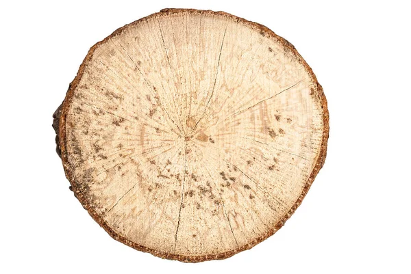 山毛榉树桩圆形切割与环状白色背景隔离形成顶部视图 — 图库照片
