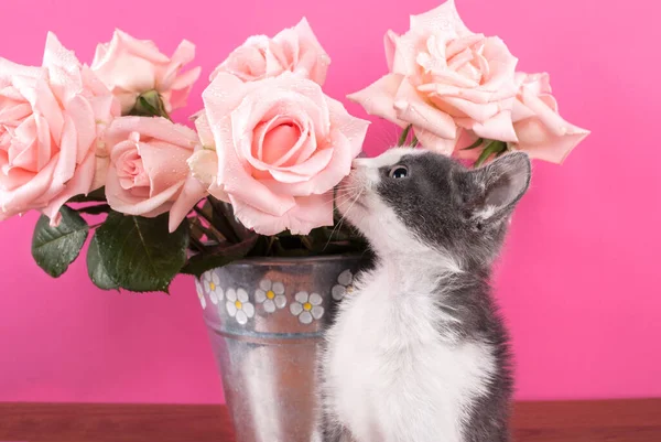 Cat Smelling Flower Roses Wooden Table Pink Background — Stock Photo, Image