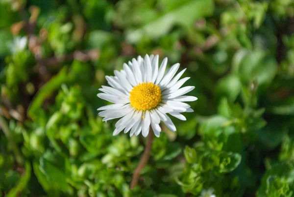 Bellis Perennis Daisy Flower Grass Sunny Day Nature Selective Focus — Stock Photo, Image