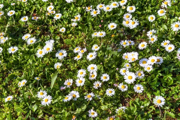 White Daisy Flowers Meadow Spring Sunny Day Nature — Stock Photo, Image
