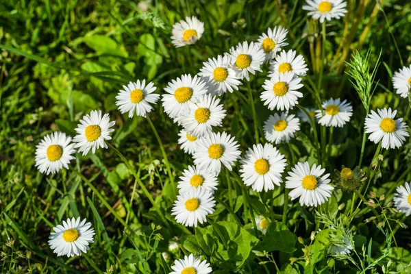 White Daisy Flowers Spring Day Nature Selective Focus Natural Background — Stock Photo, Image