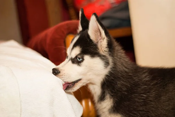 Bebê Husky Mordendo Móveis Tapetes Casa — Fotografia de Stock