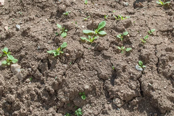 Dry Ground Texture Small Number Plants Daylight Nature — Stock Photo, Image