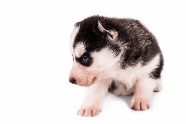 Beauté Petit Chiot Sibérien Husky Posant Sur Fond Blanc — Photo