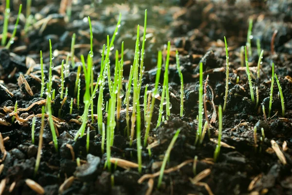 Fresh Green Spring Grass Dew Drops Close Soft Selective Focus — Stock Photo, Image