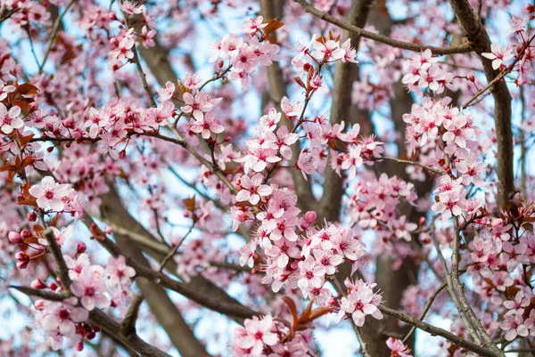 Kirschblüten Voller Blüte Kirschblüten Kleinen Trauben Auf Einem Kirschbaumzweig Selektiver — Stockfoto