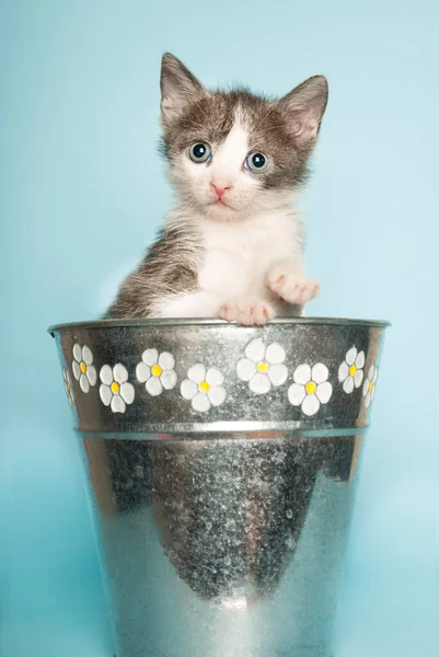 Bambino Gatto Secchio Retrò Fiore Sfondo Blu — Foto Stock