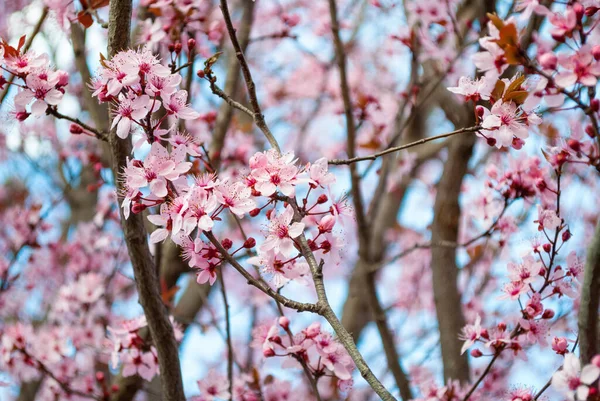 Schöne Kirschblüte Sakura Frühling Park Selektiver Fokus — Stockfoto