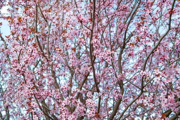 Kwitnące Wiśnie Wiosną Wiosenne Tło — Zdjęcie stockowe