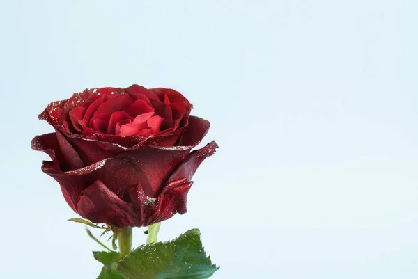 Punainen Ruusu Kukka Sinisellä Taustalla Tilaa Tekstiä — kuvapankkivalokuva